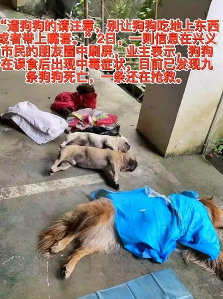 贵州一小区9只宠物狗疑遭投毒死亡，犬主称很痛心！警方介入