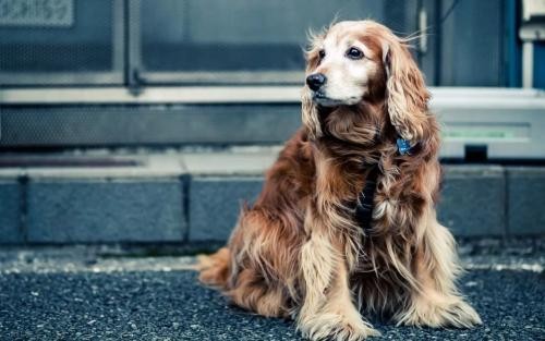 为何街上的流浪狗多半是小型犬呢而大型犬居少呢