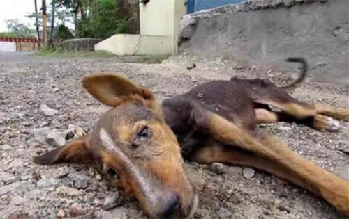 为何街上的流浪狗多半是小型犬呢而大型犬居少呢