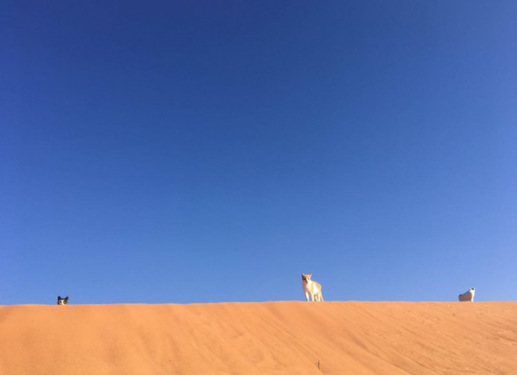 猫奴远嫁阿拉伯于是整片沙漠都变猫咪游乐园和巨大猫砂盆!