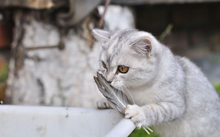 猫的毛发怎么才能有光泽