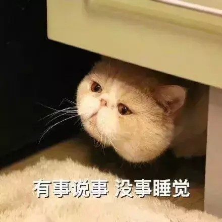 猫咪犯困合集，小宝贝，困了就快去睡吧