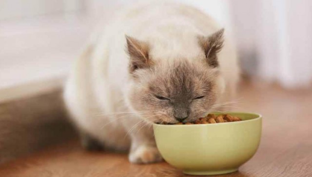 养猫避雷指南这几种猫粮不能买对猫没好处