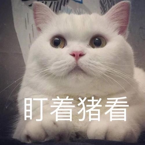 初学者选猫指南：记住这9个“秘密”，不愁挑不到好猫