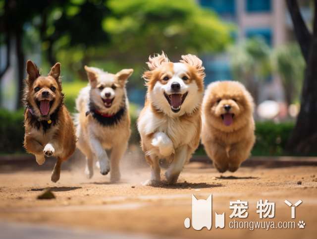 最近受欢迎的宠物犬种有哪些？它们的寿命有多长？