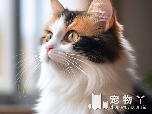 斯芬克斯猫崽用不用电褥子？