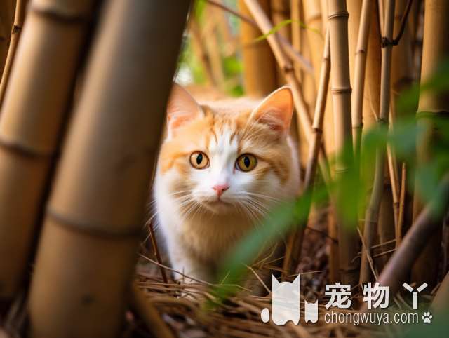 波斯猫饮食偏好及忌口。