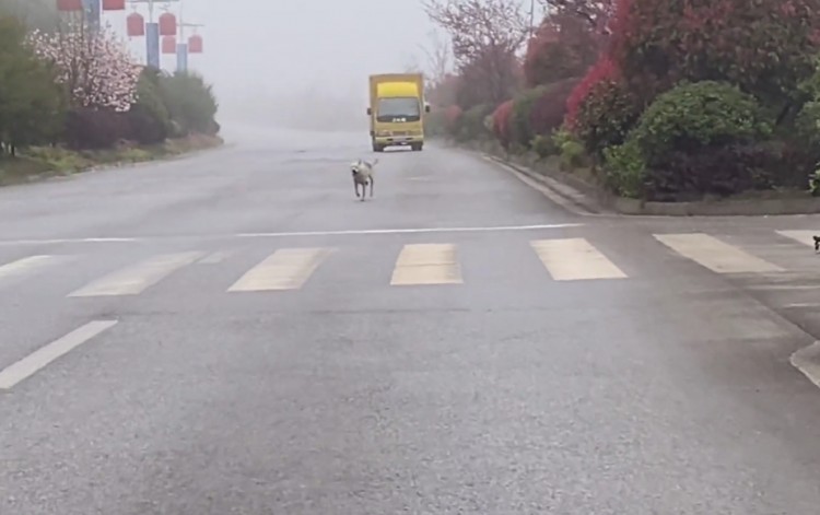 贵州：主人外出打工，狗狗马路狂追十公里，只希望能带它一起走